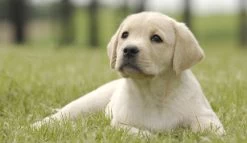 Page Toiletpapier - Eco - Duurzaam - 24 Rollen - Voordeelverpakking -Huishoudproducten Verkoop 1200x697